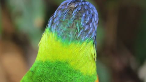 A parrot imitates a bird