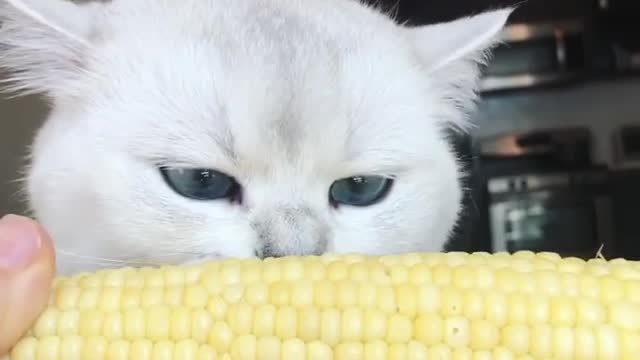 Cat Eating Corn