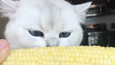 Cat Eating Corn