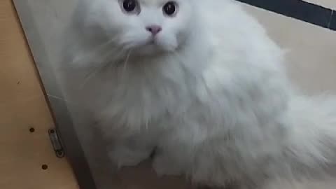 When someone call your cat a BILLA