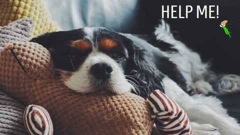 Sounds That Will Make Your Dog Tilt Their Head! Doorbell! I PROMISE!