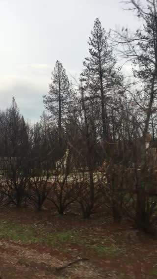 Our trip to Paradise California April 2019. It was unbelievable!