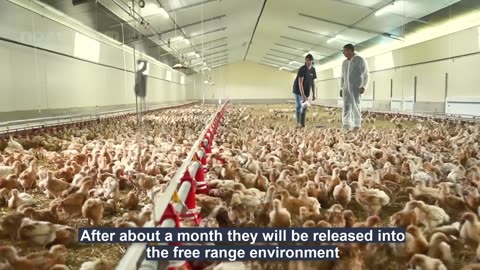 How To Raising Millions of Free Range Chicken For Eggs and Meat - Chicken Farming - Meat Factory