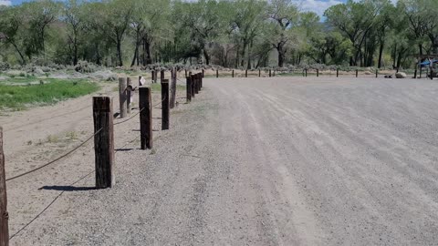 Coyote - Rolling A Ranch - Dayton, NV