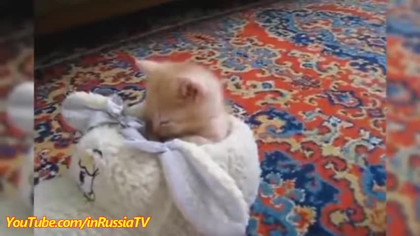 funny videos cats dogs: funny cat and dog clips - videos about cats fuuny cats