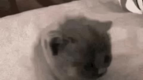 Cute Cat Gif