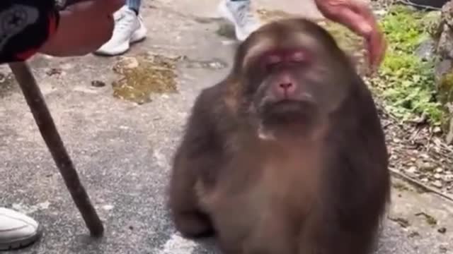 Monyet popular dengan orang ramai