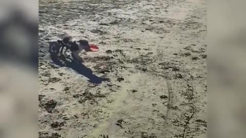 Disabled Dog Enjoys Playing Frisbee At The Beach