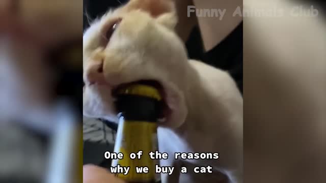 Funny Animal Videos 2022 Funniest Cats And Dogs Videos