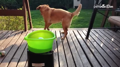 Get laugh , funny dog videos :P