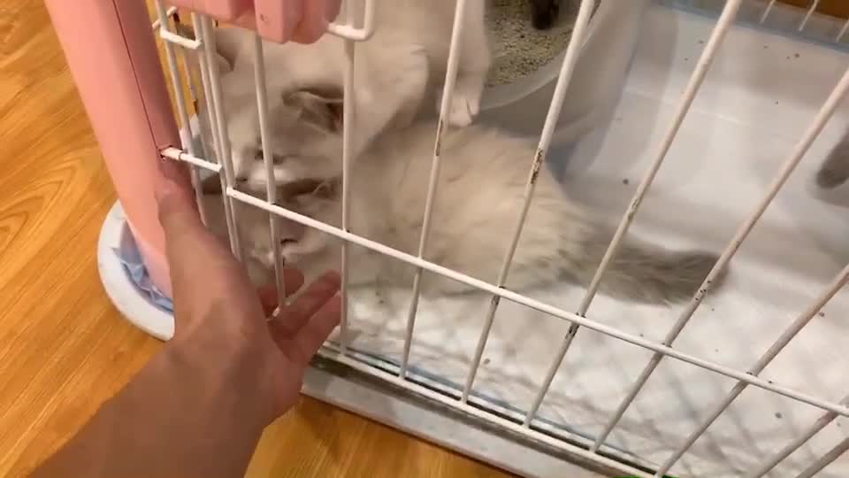 cat