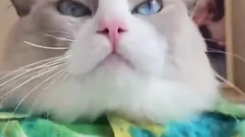 Cute and Funny Cat Videos Compilation