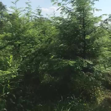 Dawn redwood tree we are growing at Highland Hill Farm