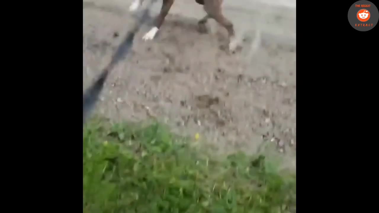 Donkey Laughs at Dog 🐕 🤣 😂