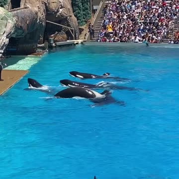 Beautiful Orcas at the seaworld in San Diego