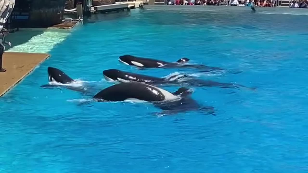 Beautiful Orcas at the seaworld in San Diego