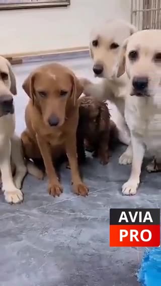 Dogs give up their friend