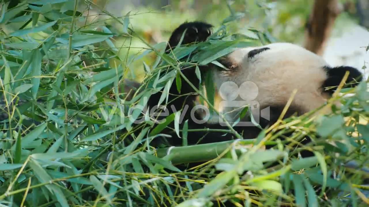 Panda Bear Eats Bamboo