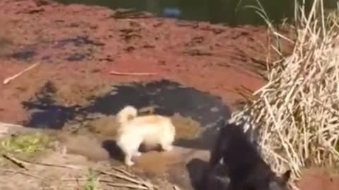 Watch the end😂😂