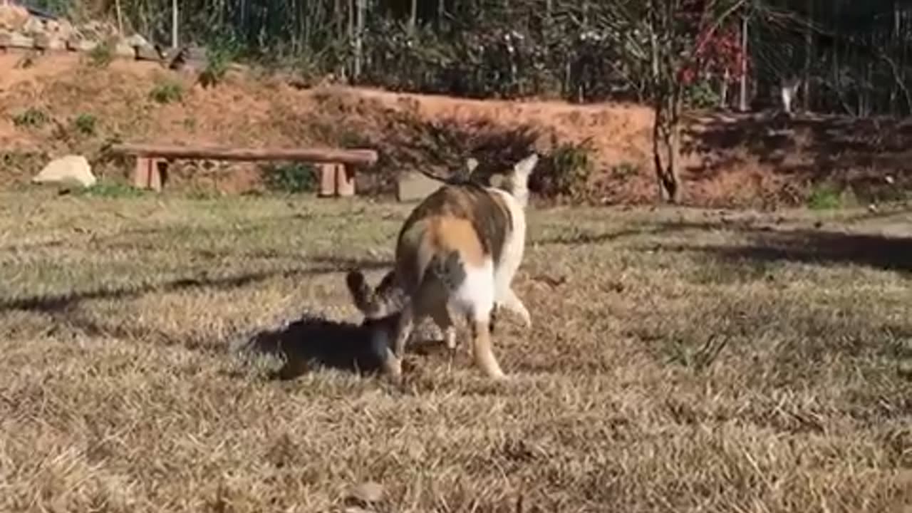 Mother cat says good bye to the kittens