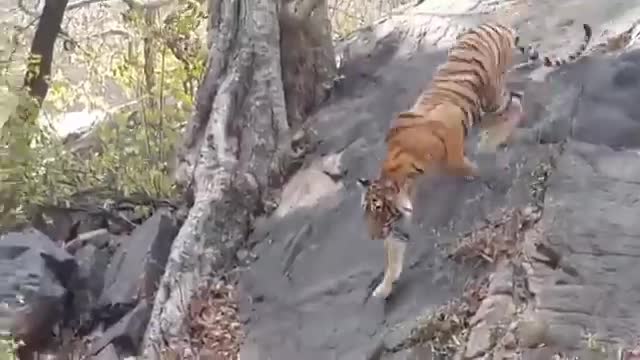 Live tiger attack and kill deer in jimcorbet national park Feb 2022