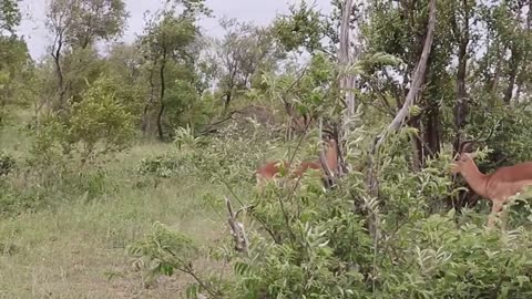 Impala Rams Fighting Animal Videos