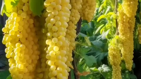 Huge Vines Of Grapes