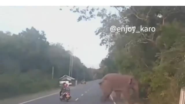 Elephant funny videos