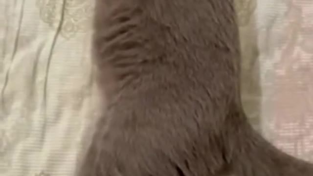 Funny Cats and Dogs Clip