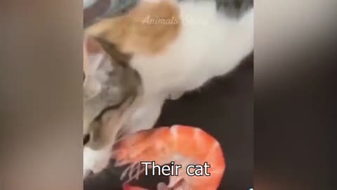 Animal funny videos 😂😂
