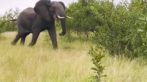 Elephant Sees Her Caregiver Being 'Attacked', Rushes To The Rescue 