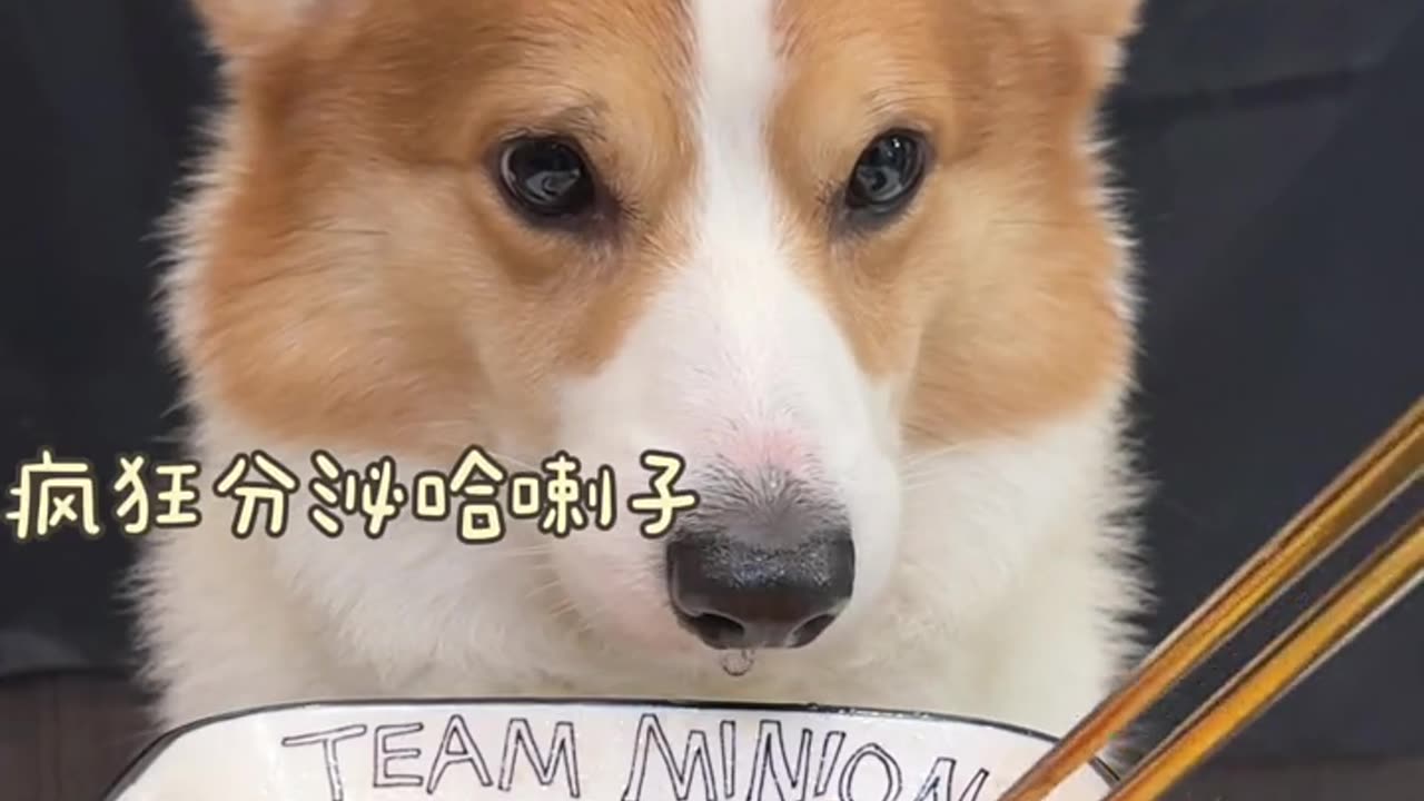 Pet debut plan Animal cute moments If pets could talk