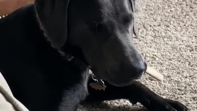 Charcoal Lab Listens Carefully to Fake Phone Call || ViralHog