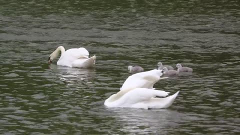 Une famille de Cygne