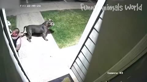 Funniest Dogs And Cats Videos
