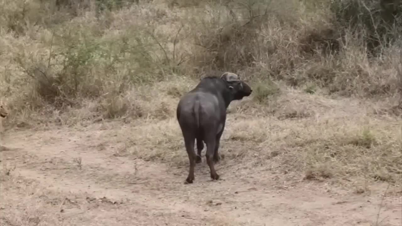 Lion vs Buffalo fight to Death | Wild Animals