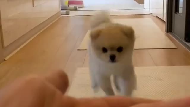 CUTE DOG