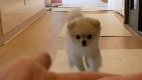 CUTE DOG