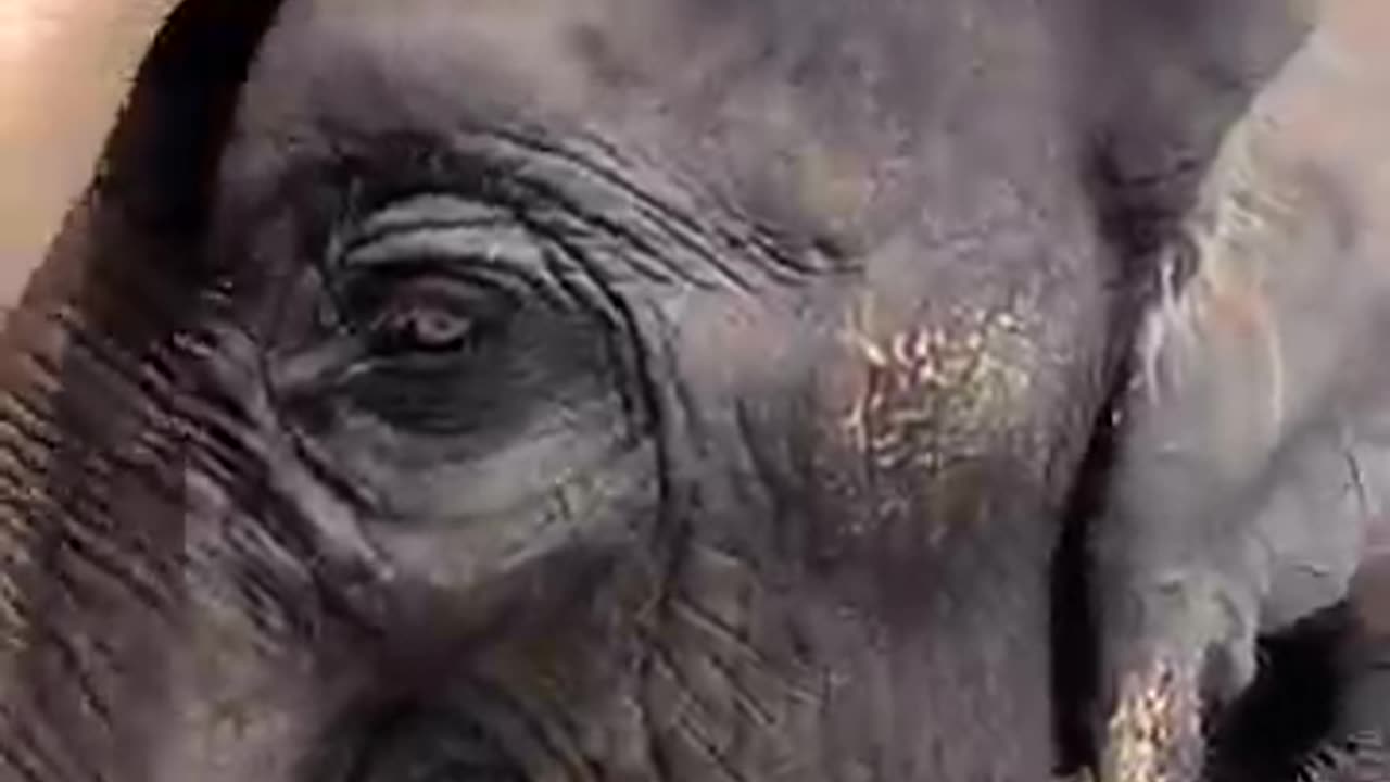 Touching elephant 's skin with bear your hands