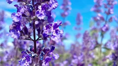 lavender field