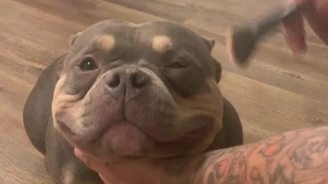 Cute American bully