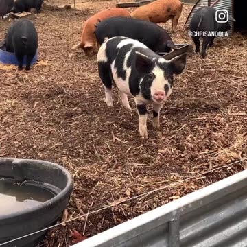 WHAT THEY GROW UP IN A BARN! 😂