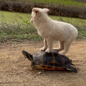 Funny animals _A new type of taxi 🐢
