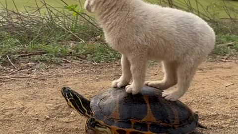 Funny animals _A new type of taxi 🐢