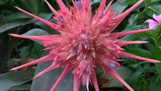 Bromeliad Flower