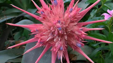 Bromeliad Flower