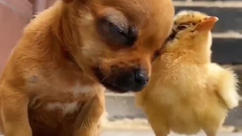 A True Friend Will Never Let You Fall #shorts #viral #shortsvideo #video