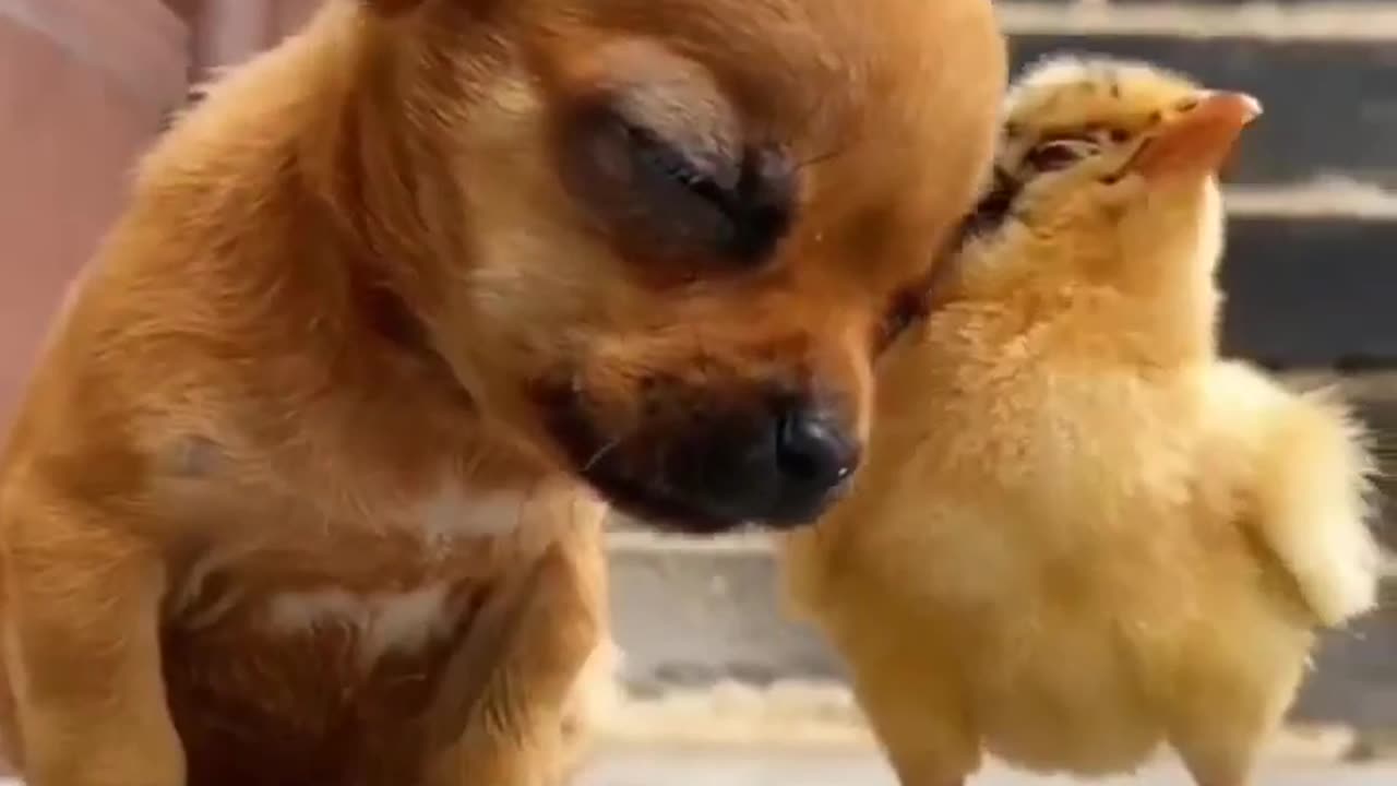 A True Friend Will Never Let You Fall #shorts #viral #shortsvideo #video