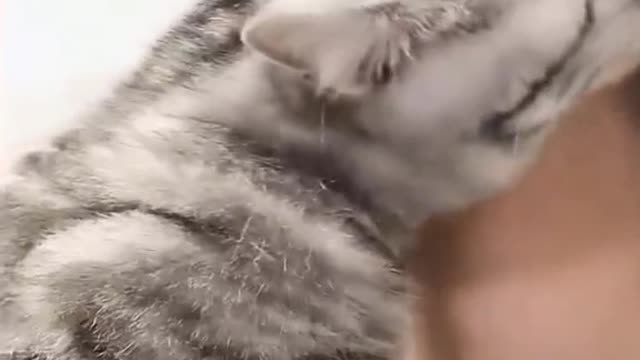 Spoiled cat