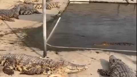 Funny Animal Videos